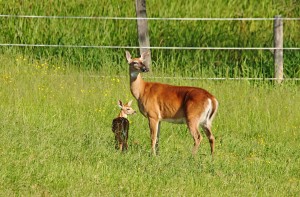Whitetail Doe And Fawn
